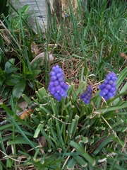 Muscari botryoides