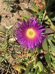 Carpobrotus aequilaterus