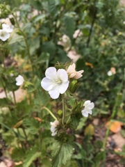 Phacelia viscida albiflora