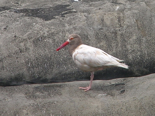 Black Oystercatcher