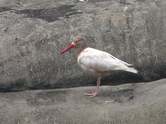 Black Oystercatcher