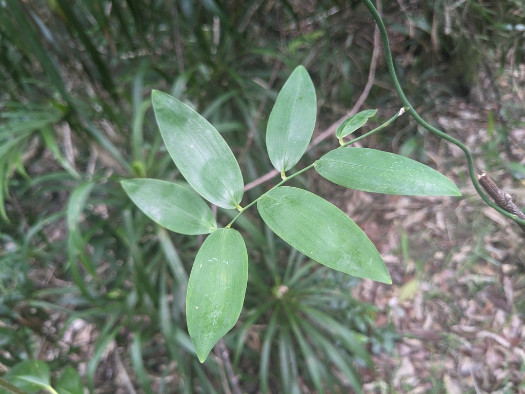 Climbing Lily from Coffs Harbour Pt A, New South Wales, Australia on November 25, 2023 at 10