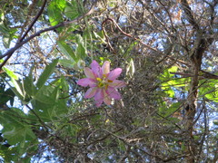 Passiflora pinnatistipula