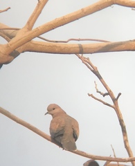 Streptopelia senegalensis