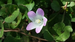 Hibiscus caerulescens