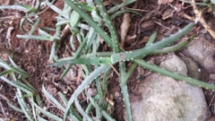 Aloe anivoranoensis image