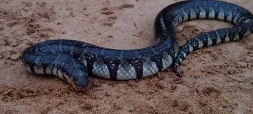 Bocourt's Water Snake
