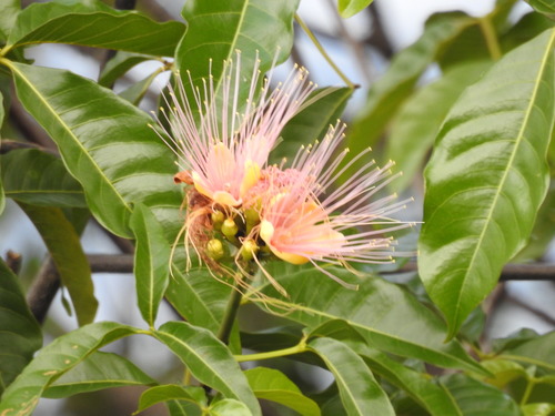 Caryocar microcarpum (Caryocar microcarpum)
