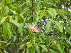 Caryocar microcarpum