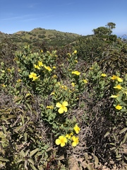 Dendromecon harfordii