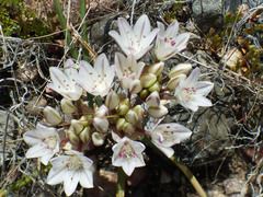 Allium macropetalum