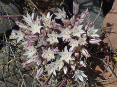 Allium macropetalum