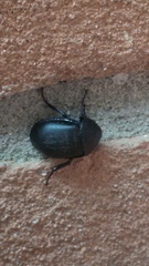 Ablattaria laevigata