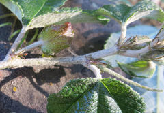 Passiflora pinnatistipula