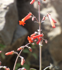 Penstemon subulatus