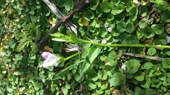 Hibiscus caerulescens