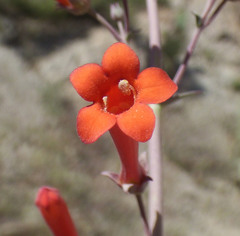 Penstemon subulatus