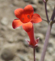Penstemon subulatus