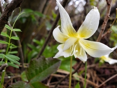 Erythronium multiscapideum