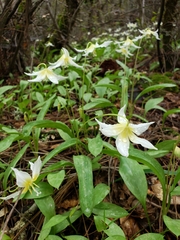 Erythronium multiscapideum