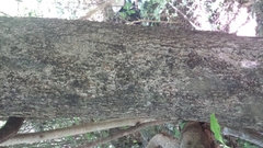 Ixoroideae