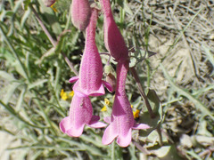 Penstemon pseudospectabilis
