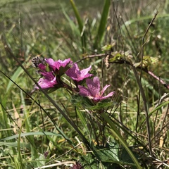 Sidalcea malviflora purpurea