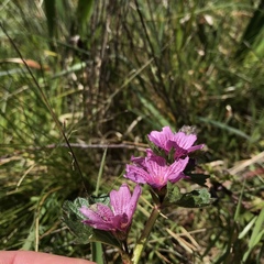 Sidalcea malviflora purpurea