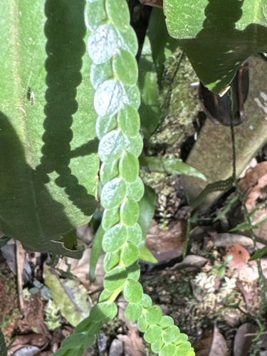 Phlegmariurus nummulariifolius observed 2023-12-05