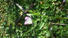 Hibiscus caerulescens