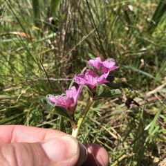 Sidalcea malviflora purpurea