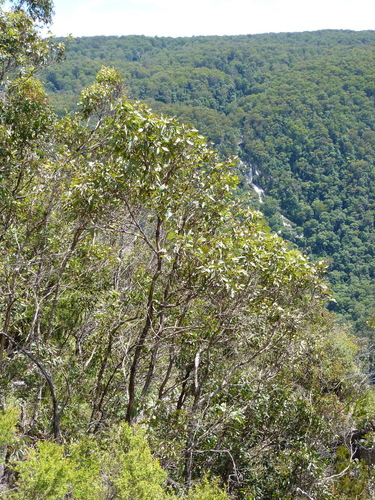 Eucalyptus scopulorum K.D.Hill