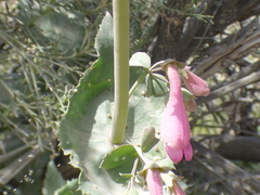 Penstemon pseudospectabilis
