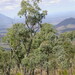 Eucalyptus paedoglauca - Photo (c) Dean Nicolle, osa oikeuksista pidätetään (CC BY-NC), lähettänyt Dean Nicolle