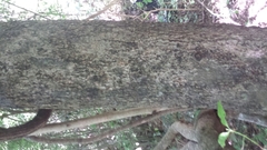 Ixoroideae