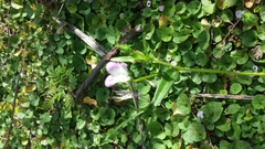 Hibiscus caerulescens