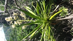 Dracaena
