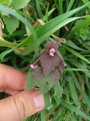 Lamium purpureum purpureum