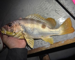 John's Snapper photo 2