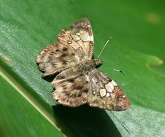 Coladenia laxmi