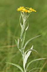 Jacobaea paludosa lanata
