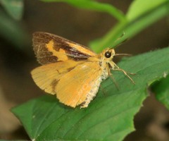 Cupitha purreea