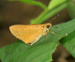 Cupitha purreea