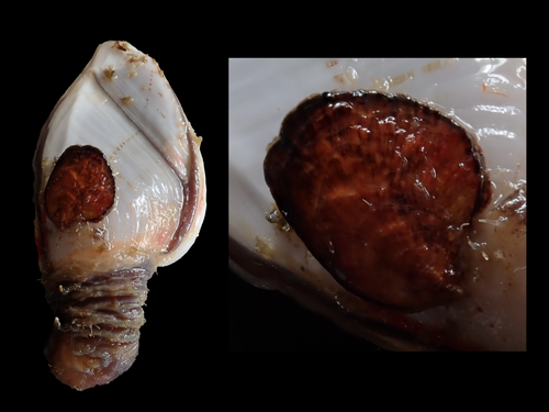 Planostrea pestigris