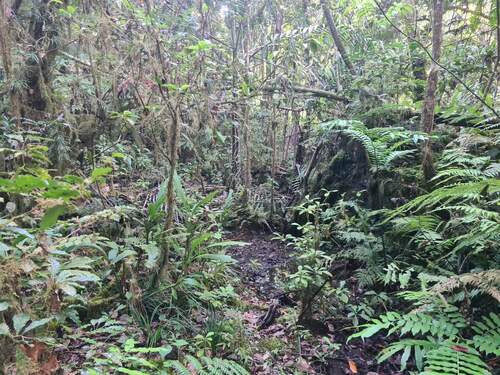 Calanthe amboinensis observed 2023-11-27