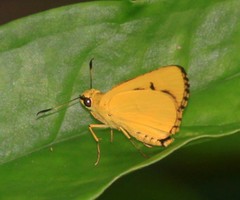 Cupitha purreea