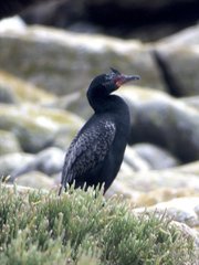 Microcarbo coronatus