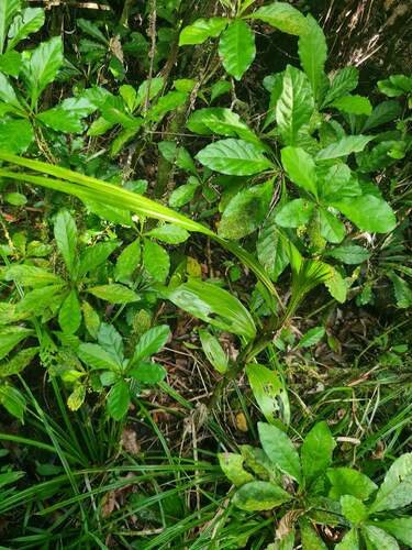 Calanthe amboinensis observed 2023-11-27