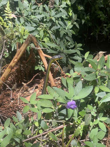 Common Tree Snake sighting