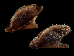 Pteria